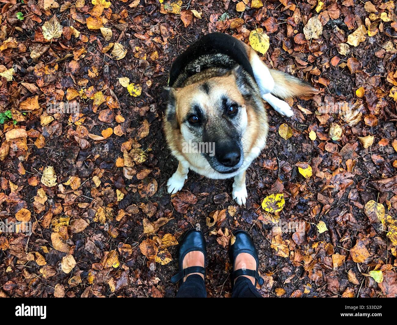 Der Blick auf einen deutschen Hirtenhund, der im Herbst sitzt, lässt in der Nähe der Füße des Besitzers liegen Stockfoto