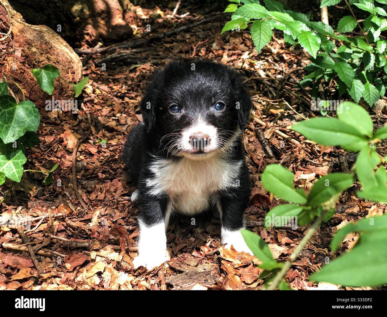 Kleiner Welpe draußen umgeben von Vegetation Stockfoto