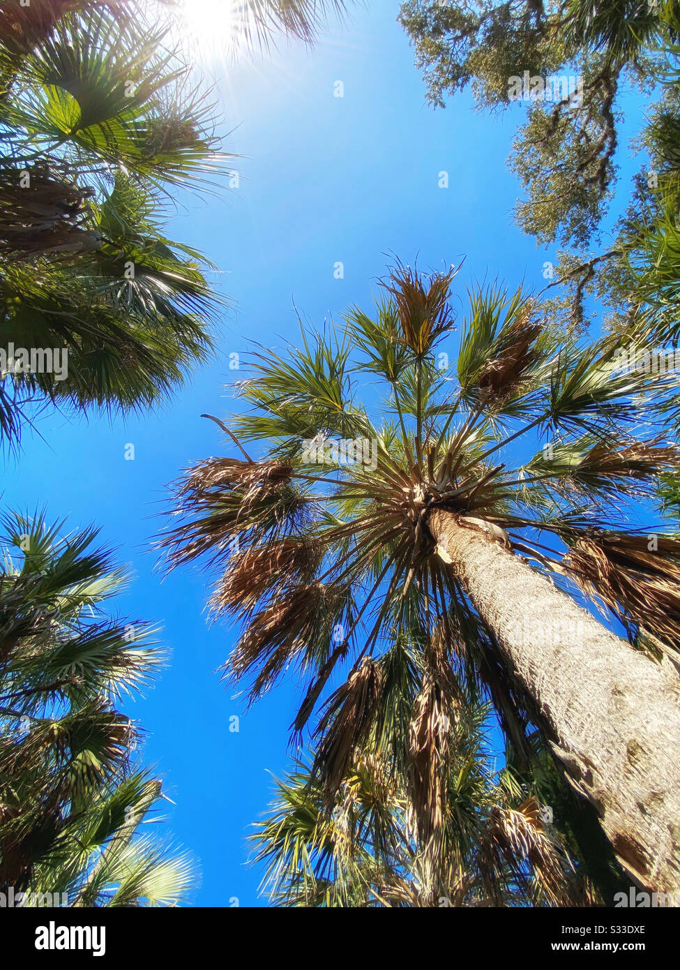 Niedrige Sicht auf Palmen. Stockfoto