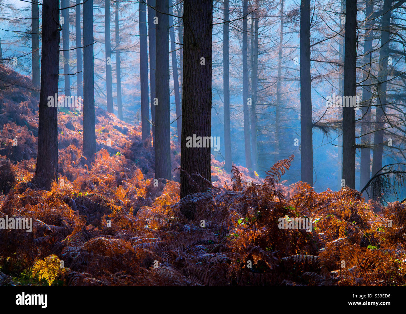 Nebeliges Licht und Kiefern in Cannock Chase in Staffordshire England Großbritannien Stockfoto
