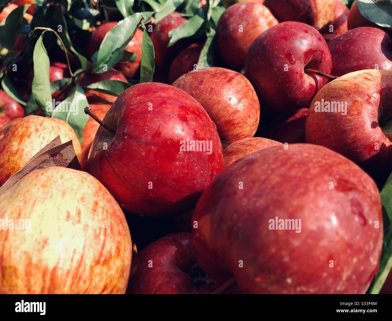 Halten Sie sich ruhig und essen Sie einen apfel Stockfoto