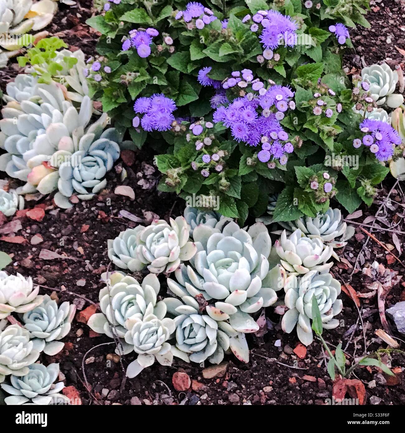 Steinrosen und violette Blumen Hintergrund - saftig - Nahaufnahme Stockfoto