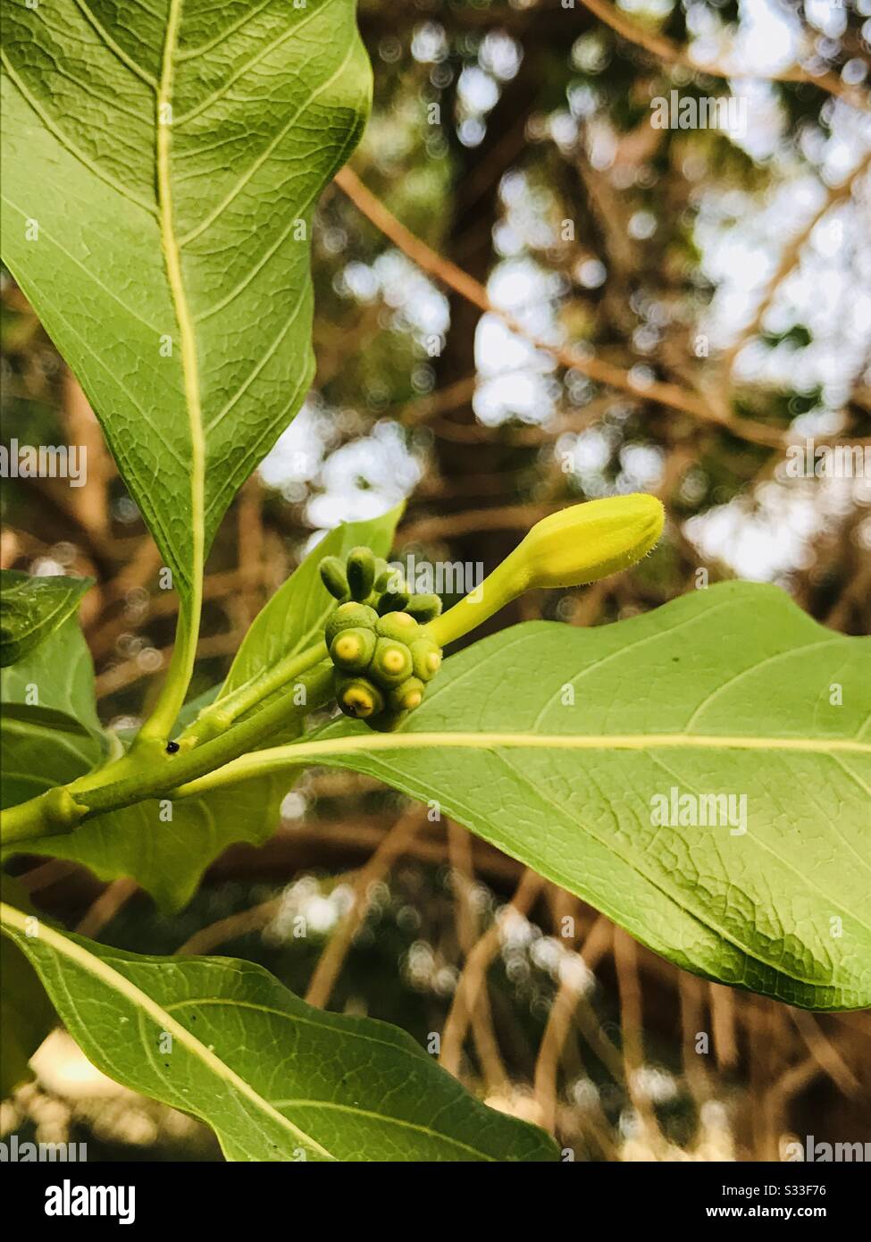 Beim gehen fand man einen riesigen Baum mit duftenden weißen Blumen in kerala, Morinda Citrifolia alias Käsefrucht, indische Maulbeere, Mengkudu, Noni- Heilbaum mit einer Knospe und kleinen Früchten darin - gezoomter Pic Stockfoto