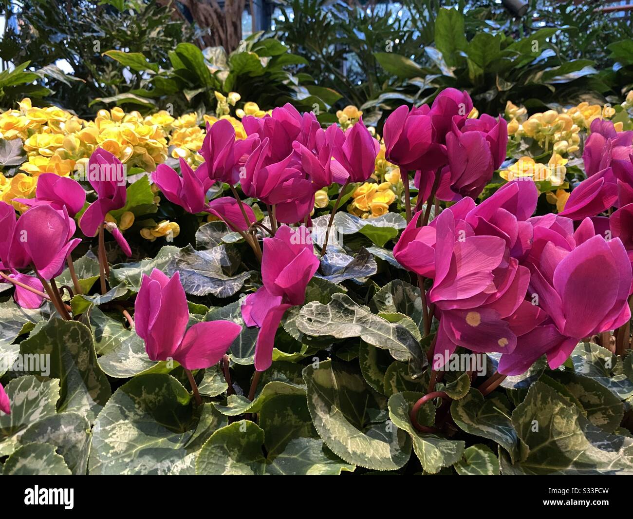 Gartenanlage aus hellviolettem Cyclamen und gelben kalanchoe-pflanzen in Blüte Stockfoto