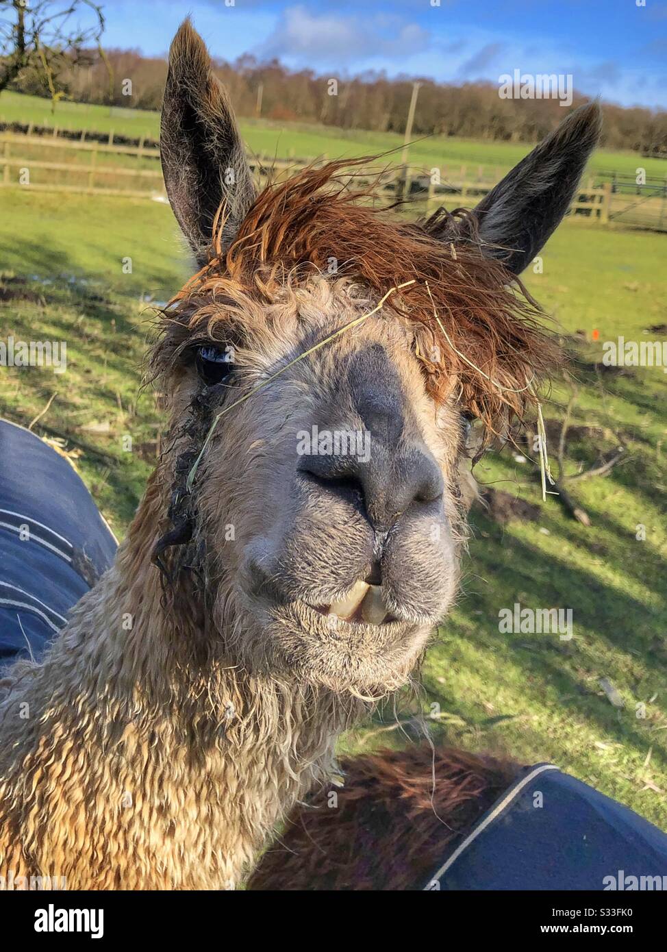 Alpaka im Feld an einem sonnigen Tag - Smartphone-aufgenommenes Stockfoto