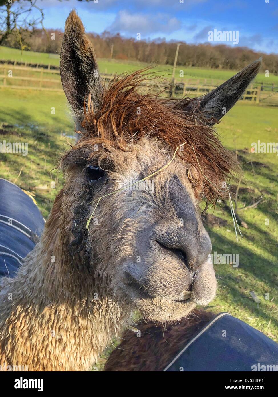 Alpaka im Feld an einem sonnigen Tag - Smartphone-aufgenommenes Stockfoto