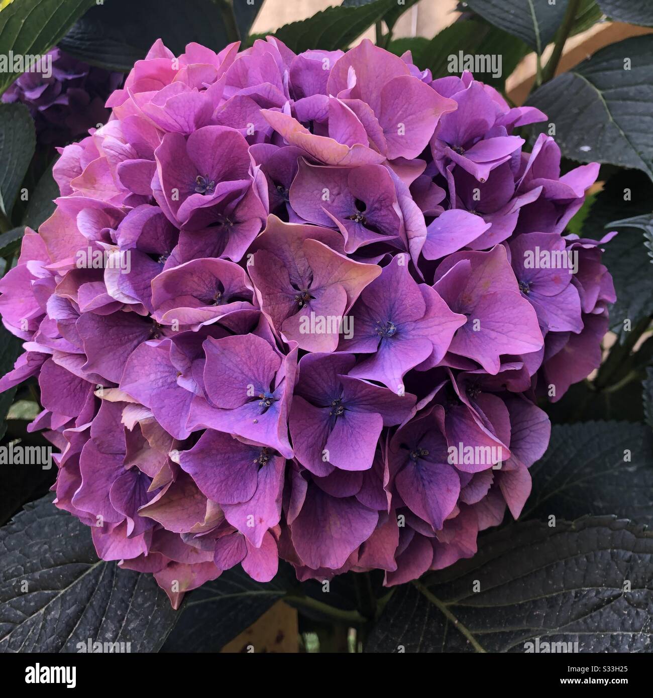 Nahansicht einer Pink Hydrangea im Garten Stockfoto
