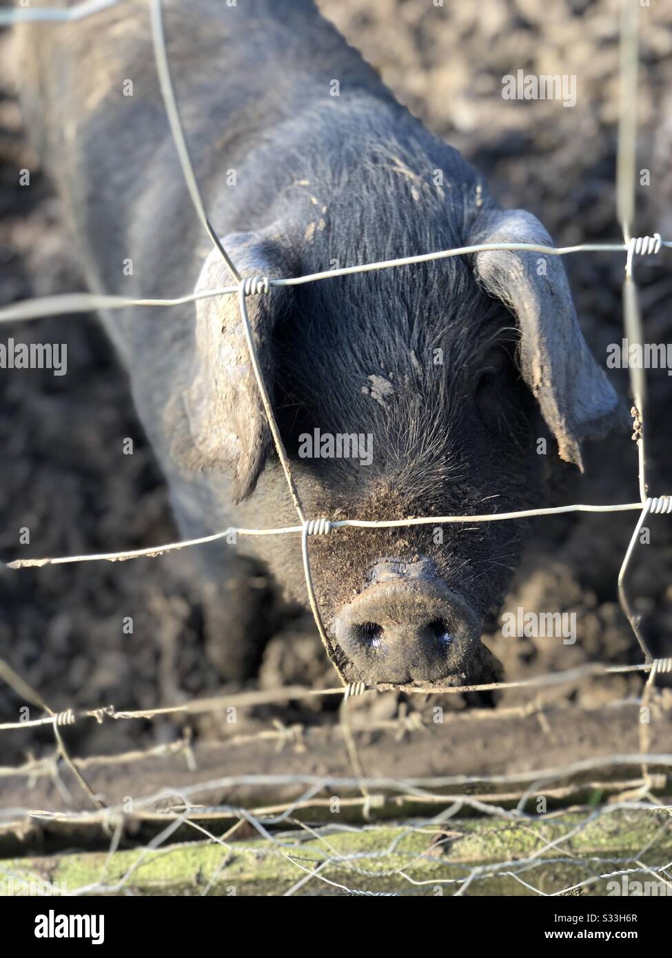 Nahaufnahme des Ferkels im Schlammstift/Drahtzaun Stockfoto