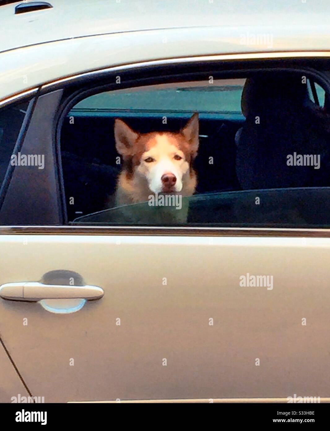 Ein munter alter Hund, der aus einem Autofenster schaut, USA Stockfoto