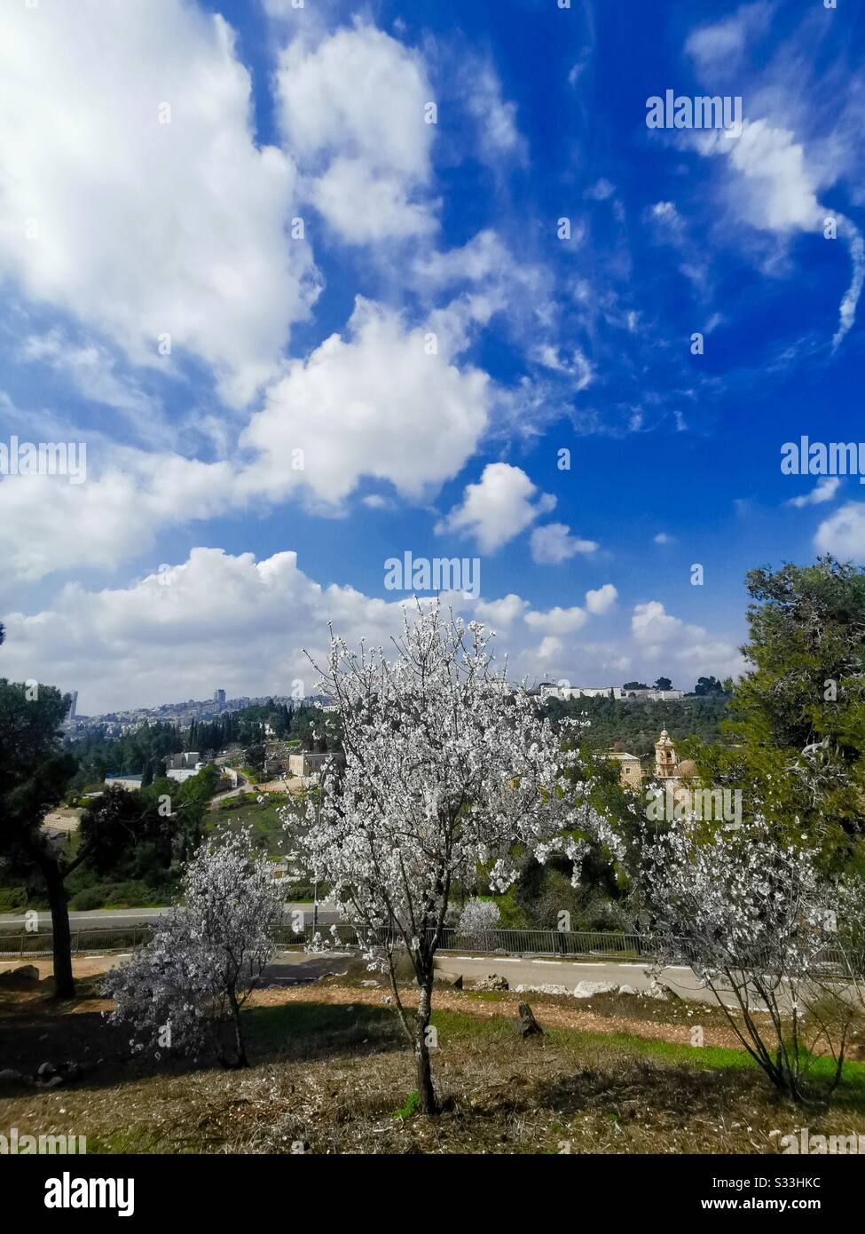 Mandelblüten in Jerusalem. - Smartphone-aufgenommenes Stockfoto