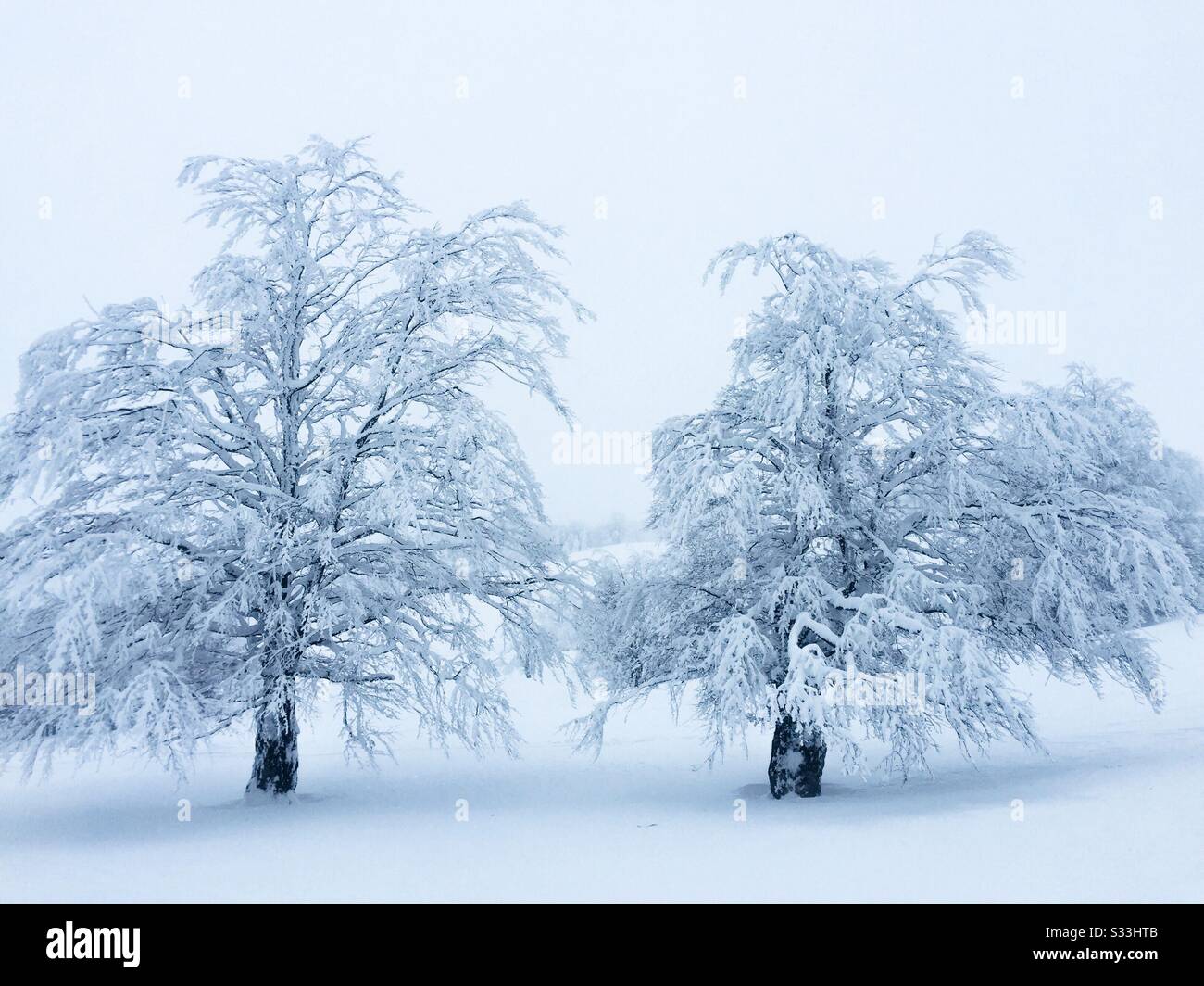 Zwei von Nebel umgebene, schneebedeckte Bäume - Smartphone-aufgenommenes Stockfoto