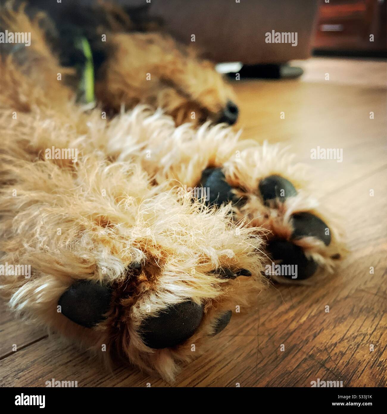 Nahaufnahme der beiden Vorderpfoten eines schlafenden Airedale Terrier Haustierhundes. 6 Monate alt süßer Welpe schläft auf einem Holzboden. Details zu Furry-Pads, Krallen, Füßen. - Smartphone-aufgenommenes Stockfoto