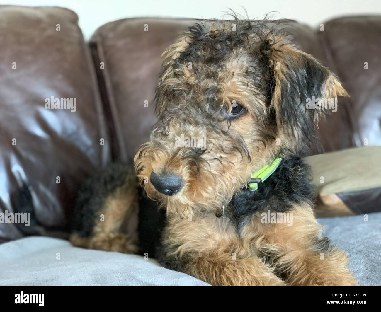 Ein Nahporträt eines süßen fröhlichen Airedale Terrier Haustierhundes, der in einem Wohnzimmer mit verschwommenem Hintergrund und Kopierraum sitzt. Mit einem Kragen - Smartphone-aufgenommenes Stockfoto