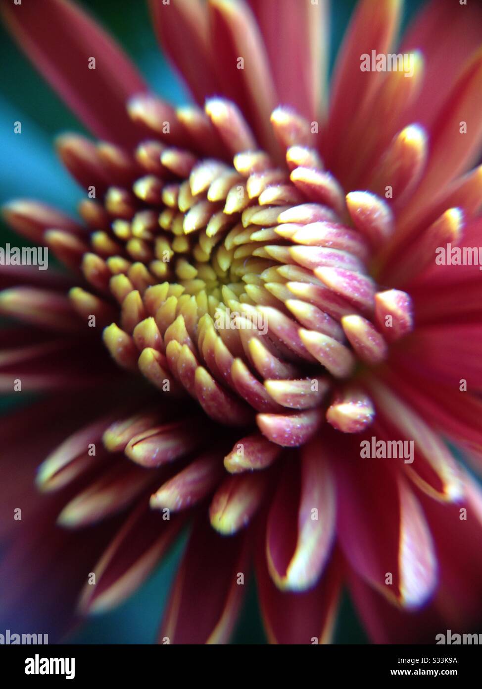 Nahaufnahme der Chrysanthemumblume Stockfoto