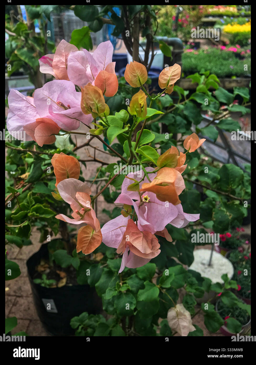 Bougainvillea-Anlage in der Baumschule. Stockfoto