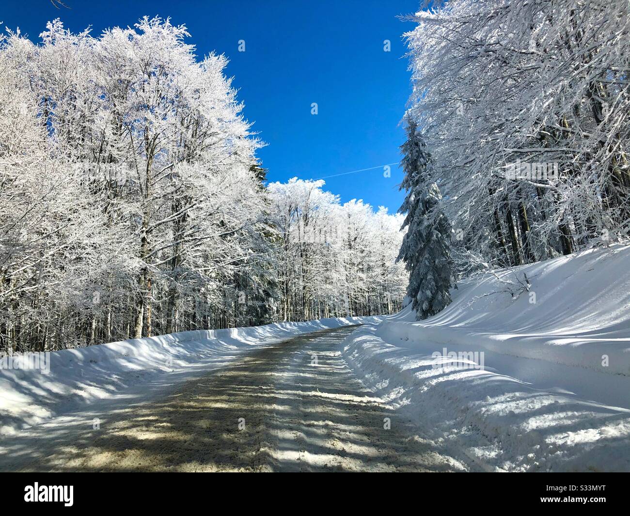 Schneebedeckte Straße, umgeben von gefrorenen Bäumen - Smartphone-aufgenommenes Stockfoto