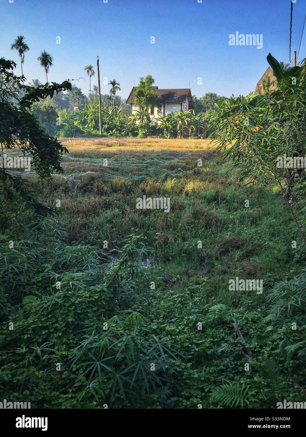 Reispfaddy aus Netted, Sengkidu, Candidasa, Bali, Indonesien Stockfoto