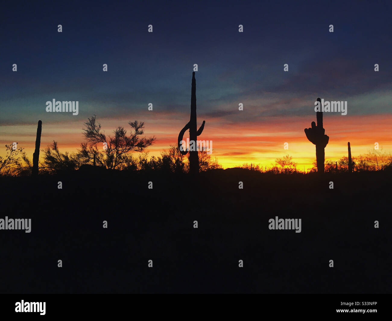 Saguaro Kaktus bei Sonnenuntergang im Gold Canyon, Arizona, Vereinigte Staaten. Stockfoto