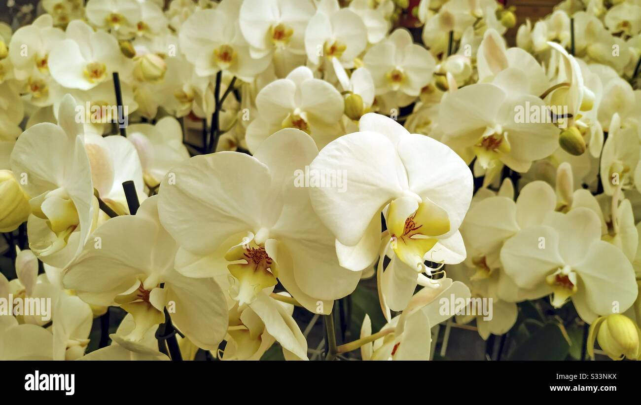 Orchidee im gartencenter Fotos und Bildmaterial in hoher Auflösung
