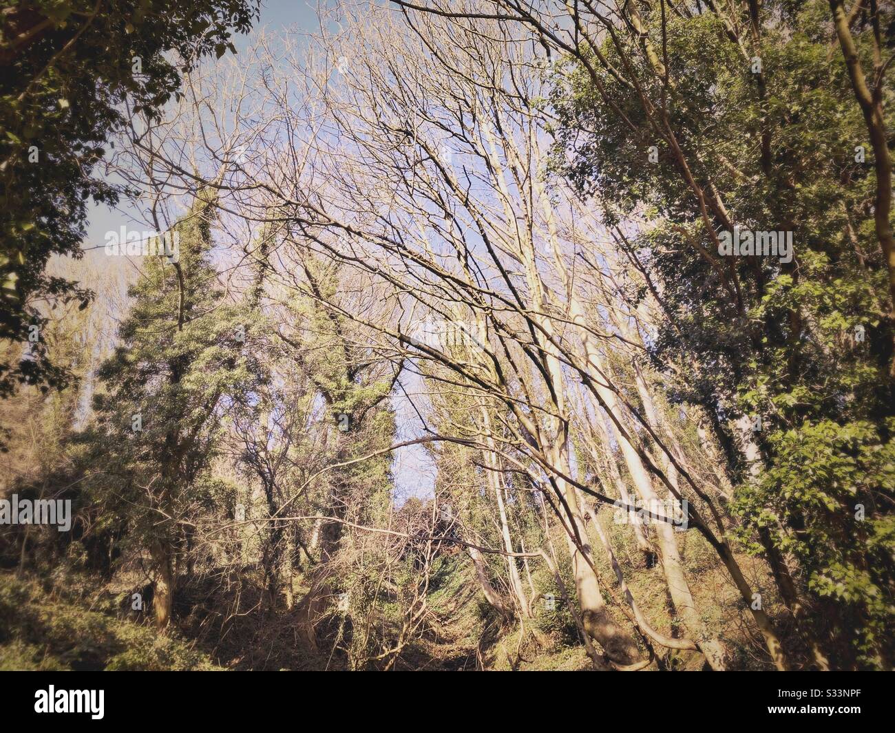 Ein schwaches Bild von grünen und immergrünen Bäumen, nebeneinander. Grünes Laub erzeugt einen abstrakten Rahmen mit zentrierten Kopierräumen. Winter-Waldszene. Dichter Wald. Blick nach oben zum hellblauen Himmel - Smartphone-aufgenommenes Stockfoto