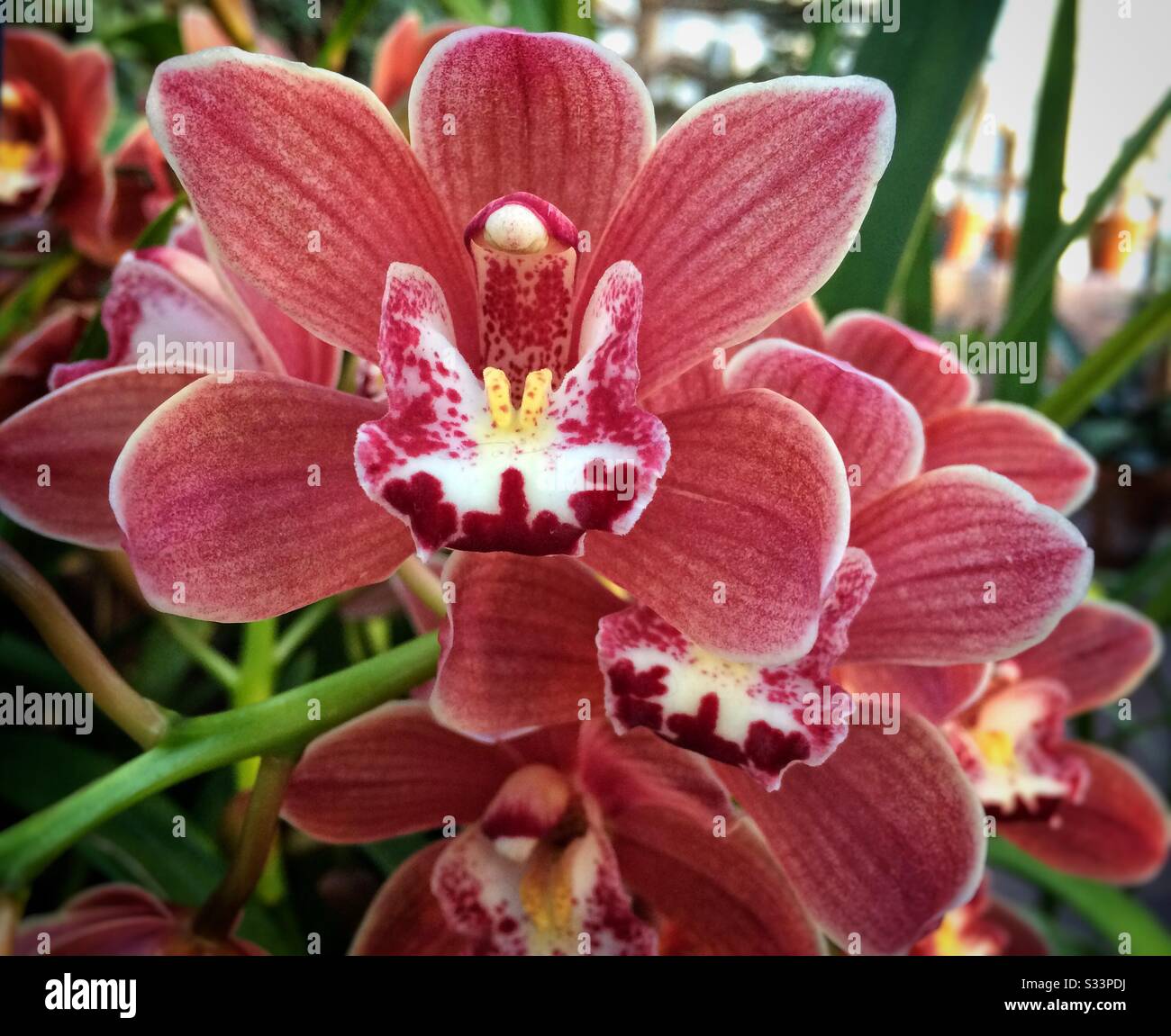 Orchideenblüten zusammendrücken - Smartphone-aufgenommenes Stockfoto