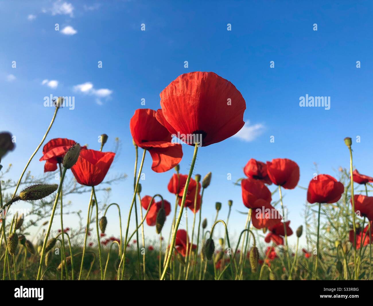 Mohnblumen auf dem Feld Stockfoto