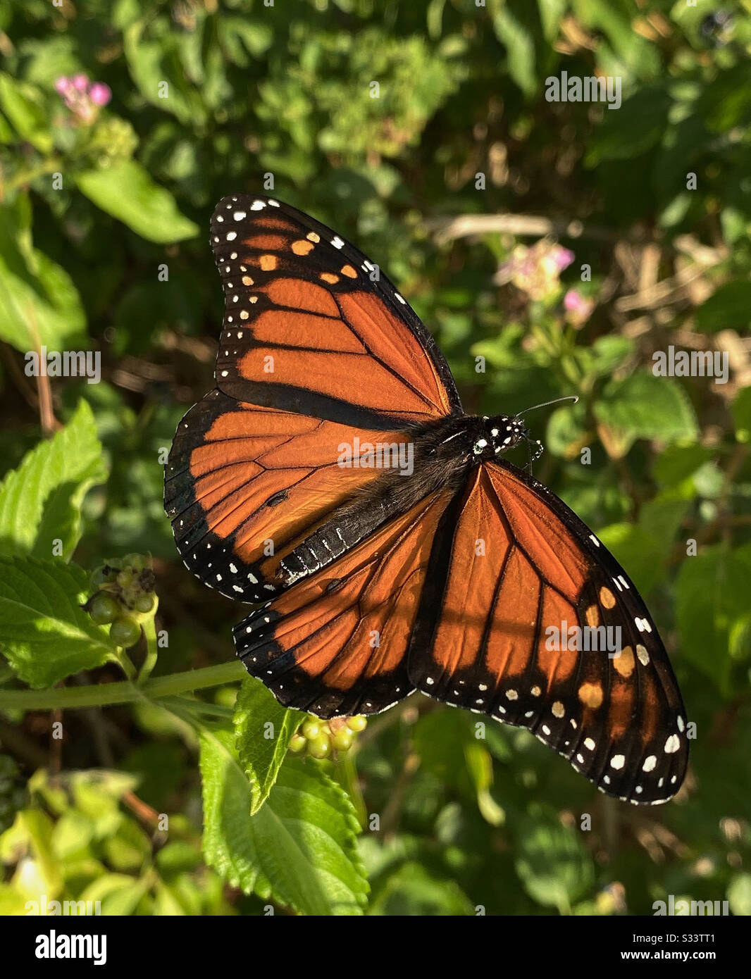 Makro des schönen Schmetterlings des Monarchen Stockfoto