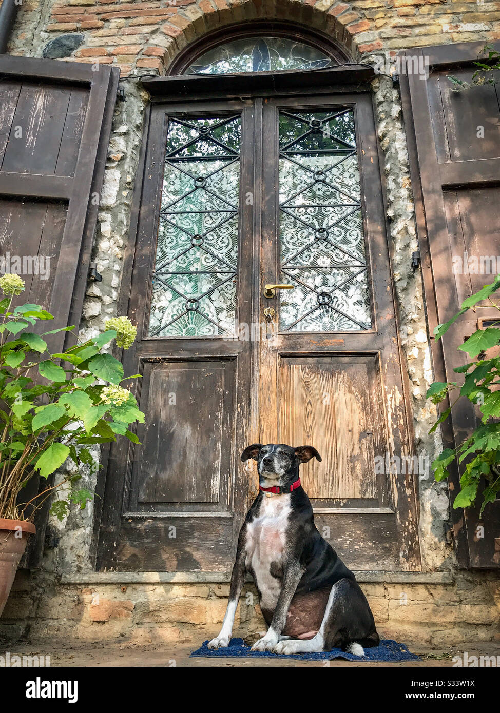 Schwarz-weiß älterer Hund sitzt oben vor einer schönen Holzbogentür und Glastür. - Smartphone-aufgenommenes Stockfoto