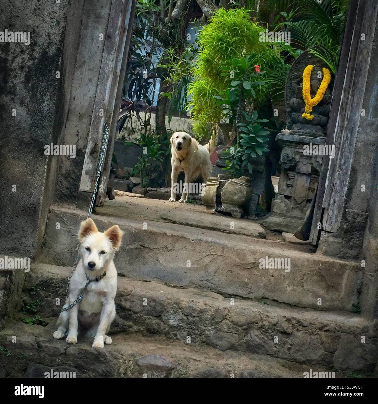 Hunde am Eingang zu einer Wohnanlage, Candidasa, Bali, Indonesien - Smartphone-aufgenommenes Stockfoto