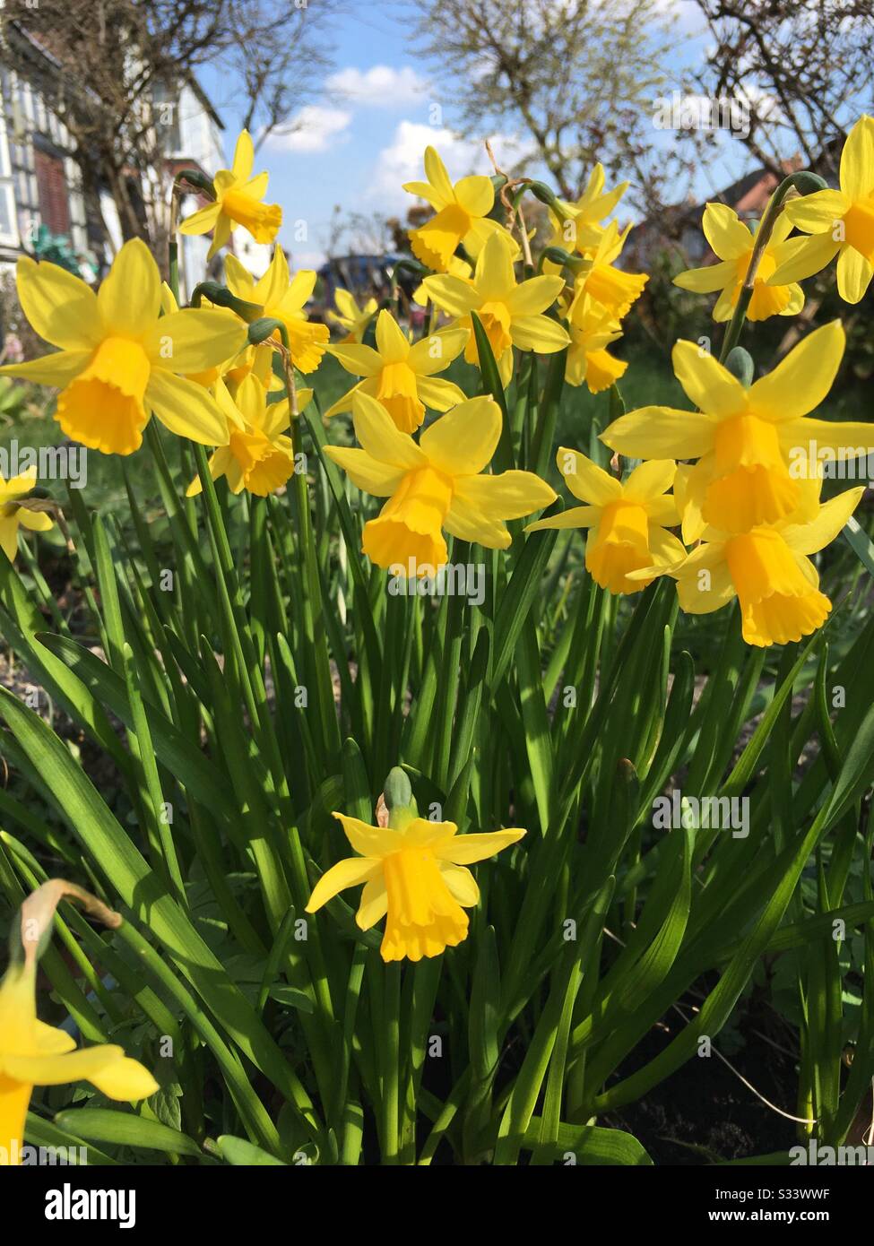 Narzissen im Frühjahr Stockfoto