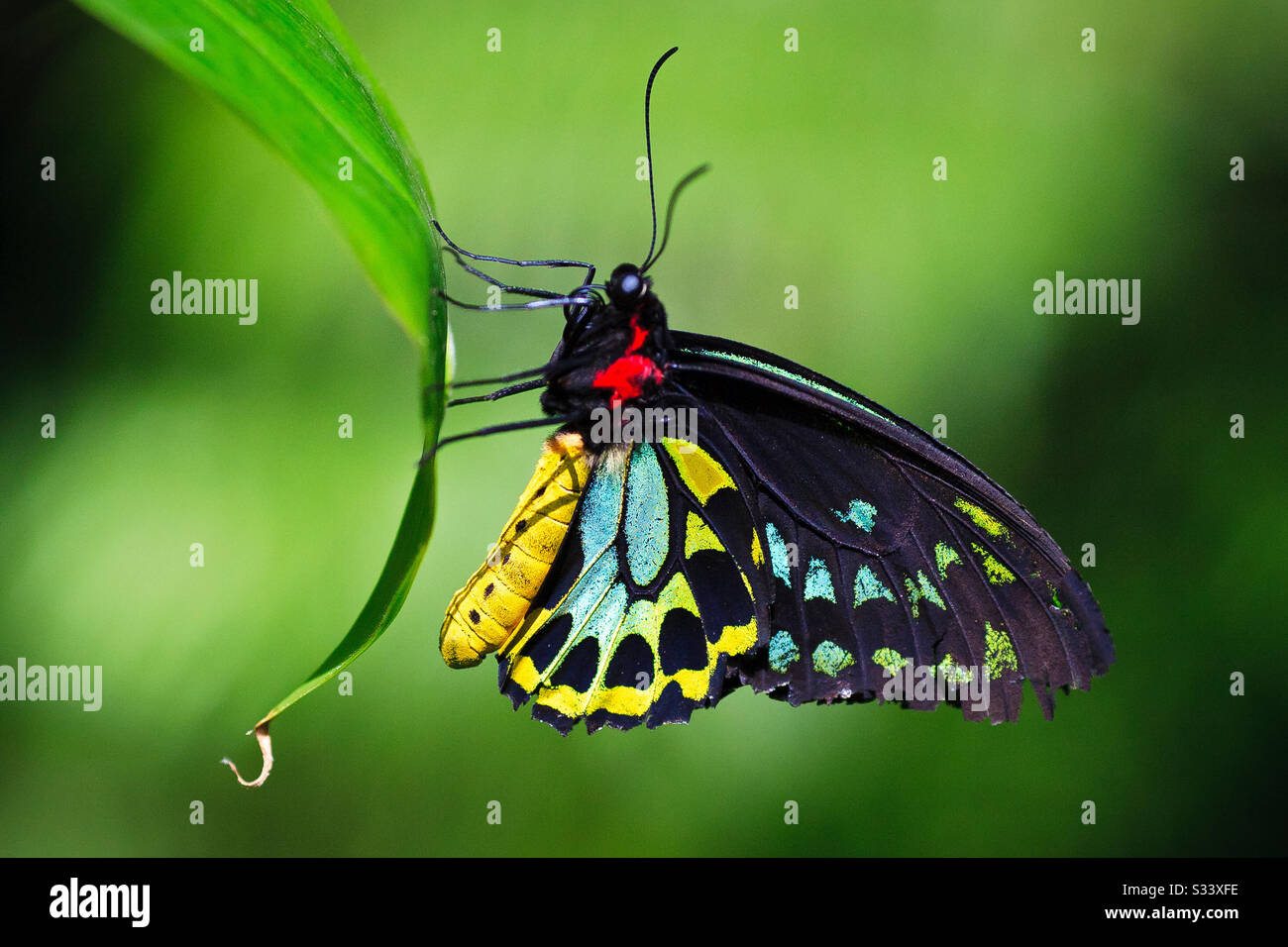 Ornithoptera Euphorion Schmetterling Stockfoto