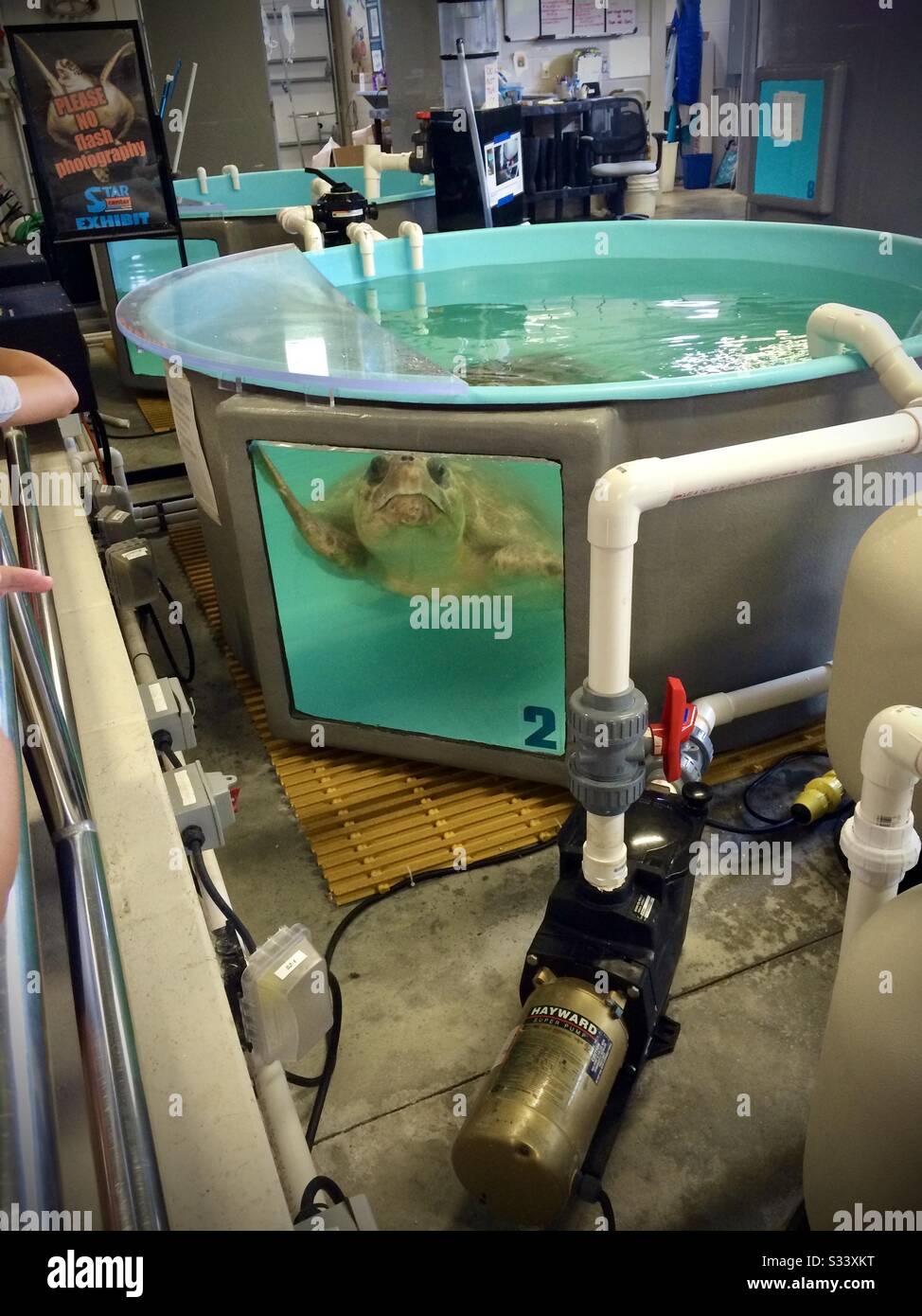 Verletzte Schildkröte im Tank, die sich in der Rettungseinrichtung erholt Stockfoto