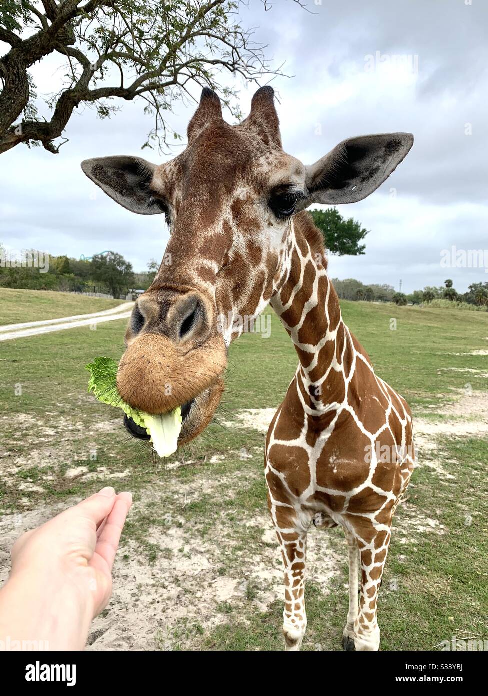 Giraffe füttern Stockfoto