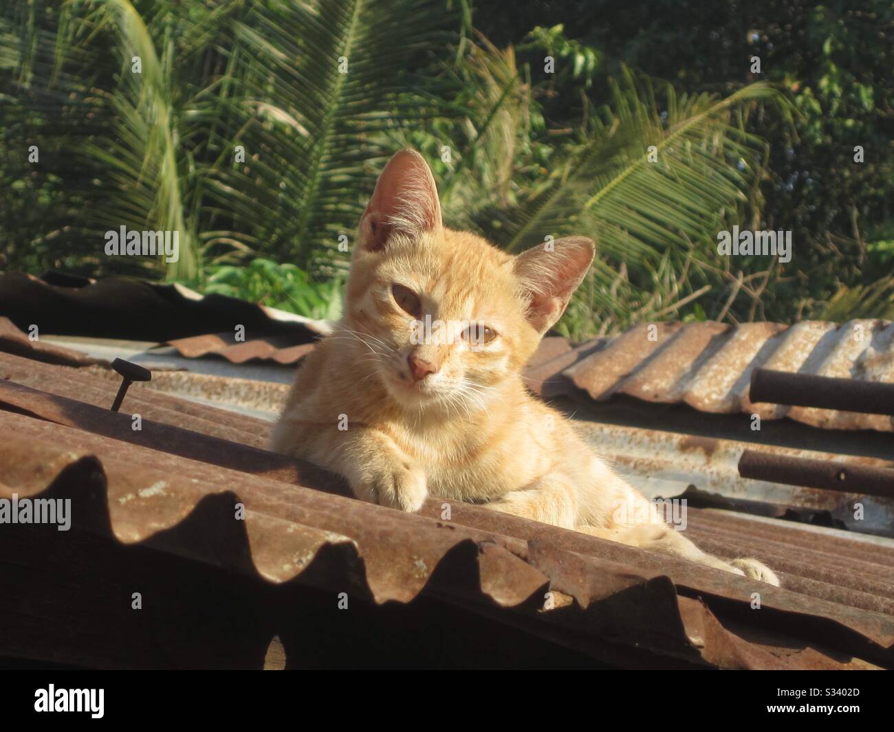 friedliche Stockfoto