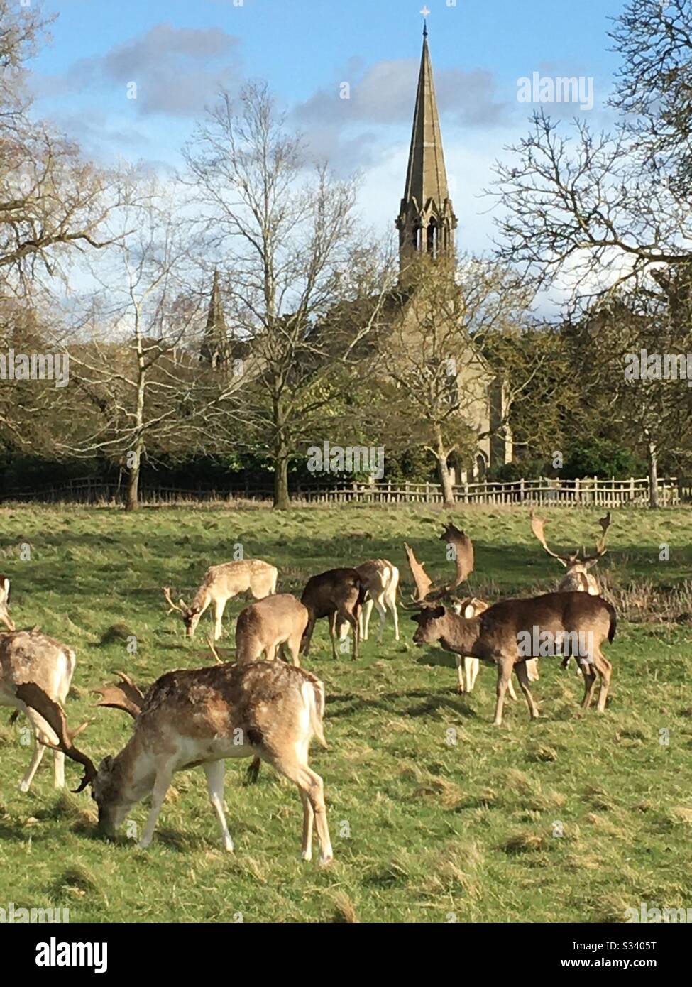 Hirsche weiden im Charlecote Park Stockfoto