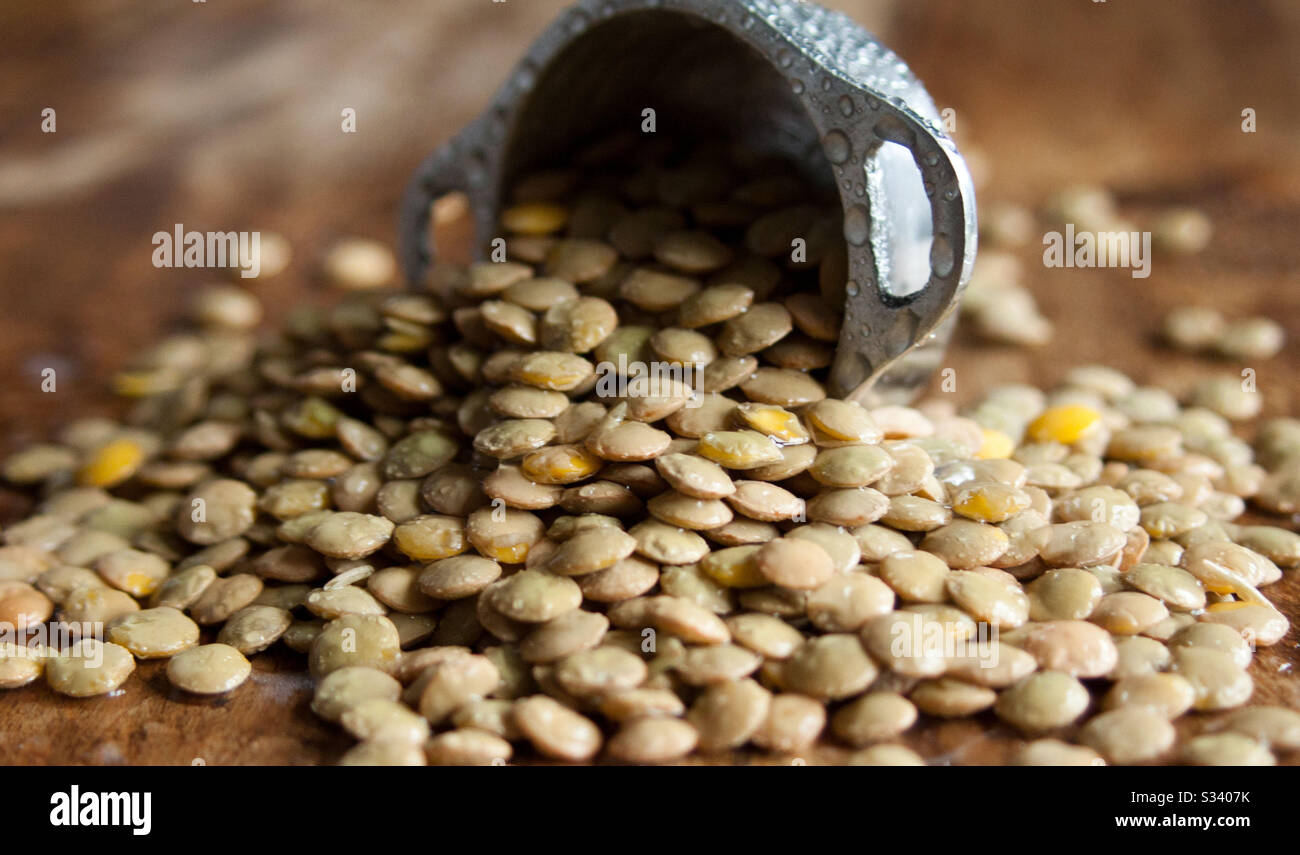 Frische grüne Linsen aus biologischem Anbau Stockfoto