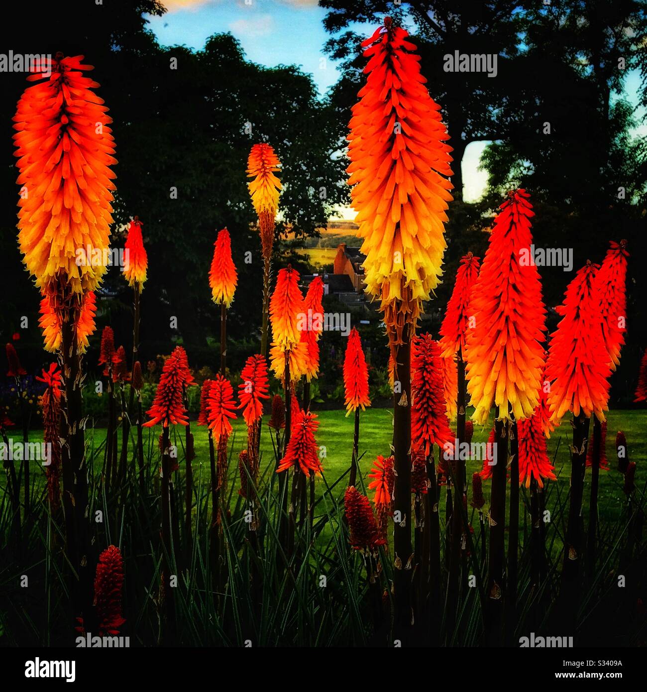 Red Hot Poker Torch Lily Stockfoto