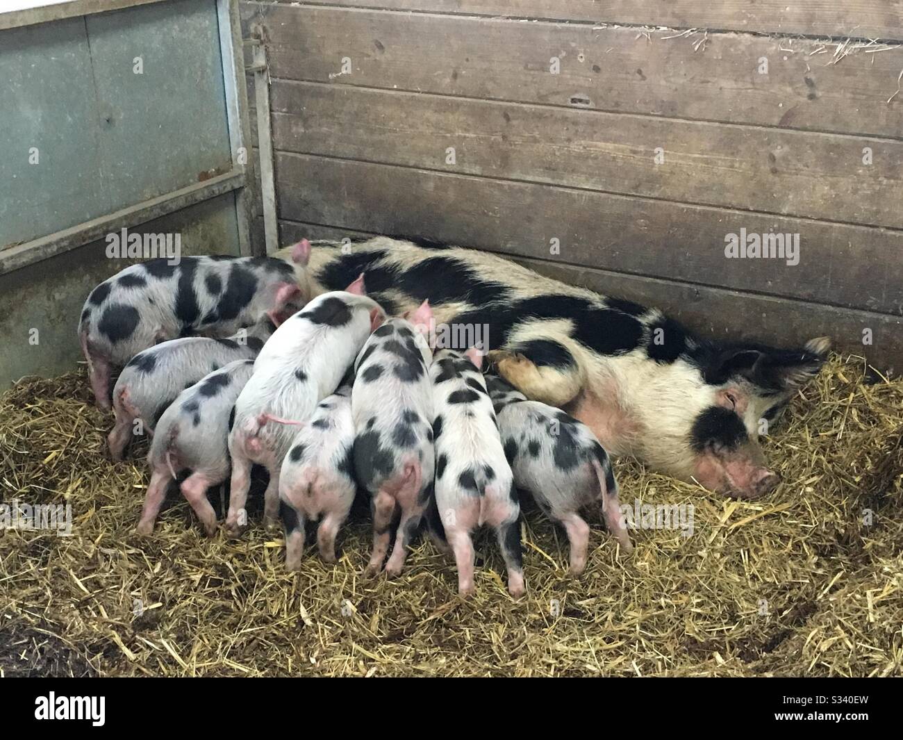 Ferkel füttern von ihrer Mutter - Smartphone-aufgenommenes Stockfoto
