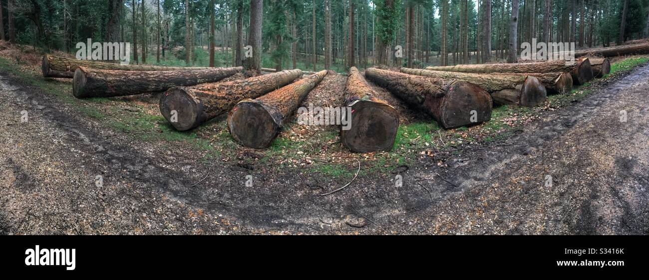 Gefällte Holzstämme in Wald - Smartphone-aufgenommenes Stockfoto