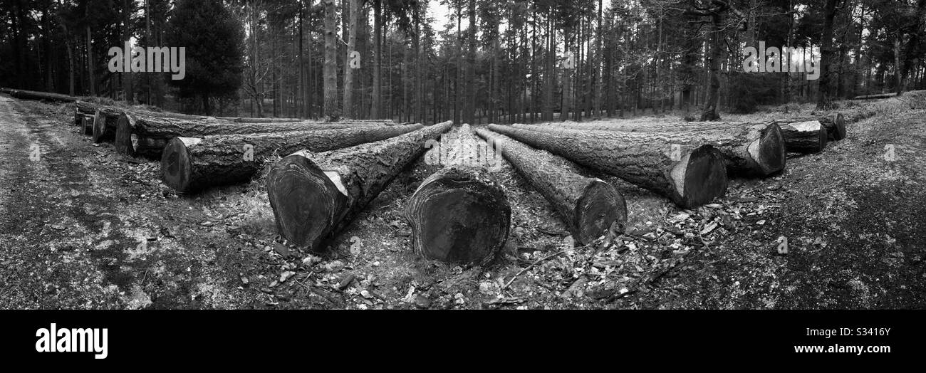 Gefällte Bäume - Smartphone-aufgenommenes Stockfoto