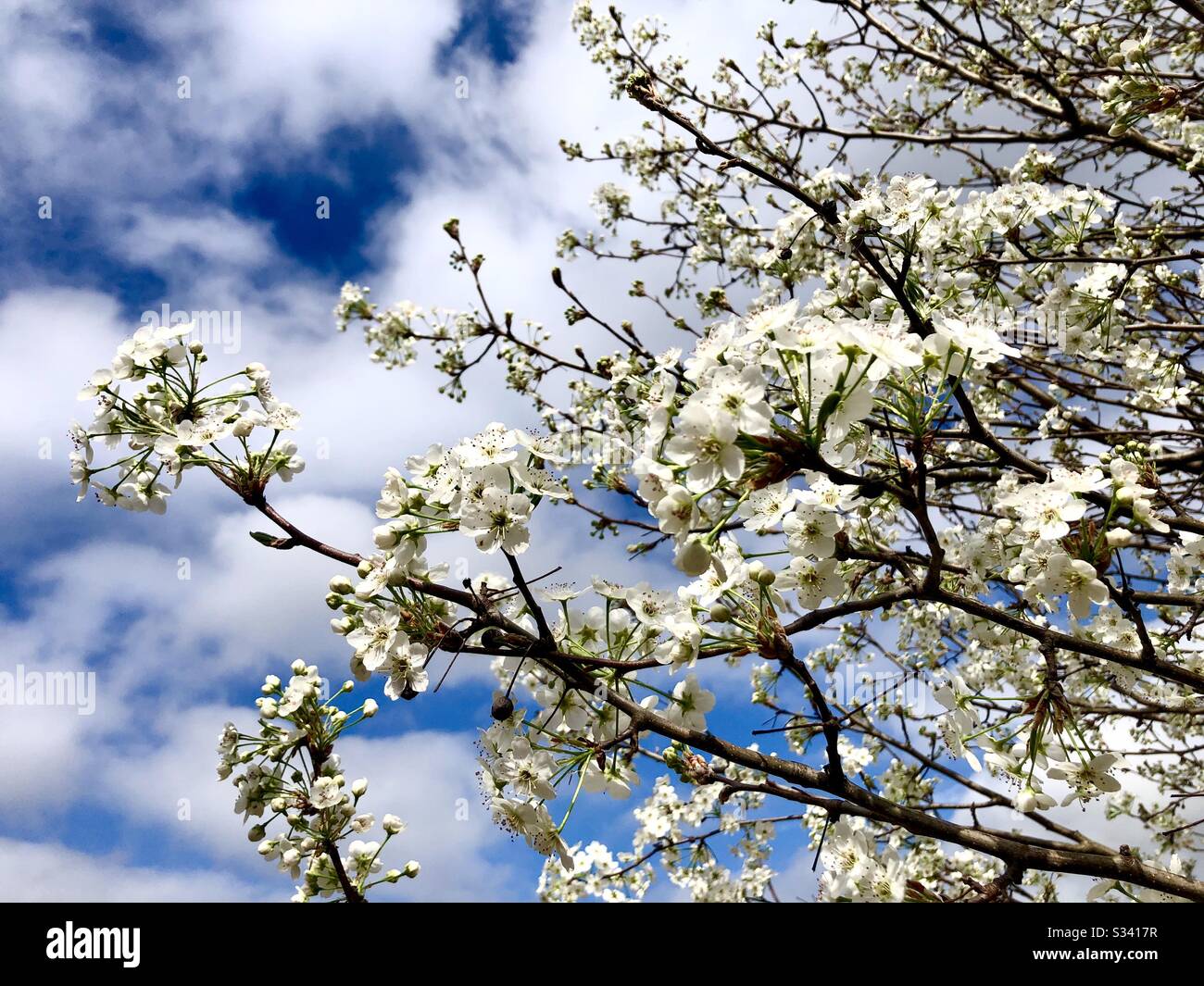 An einem Bradford-Birnbaum blüht die Quelle Stockfoto