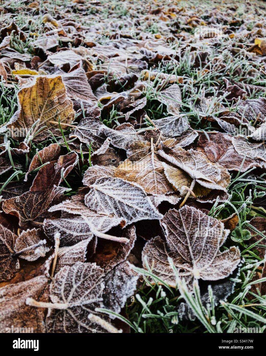 Gefrorene Blätter auf dem Boden. Stockfoto