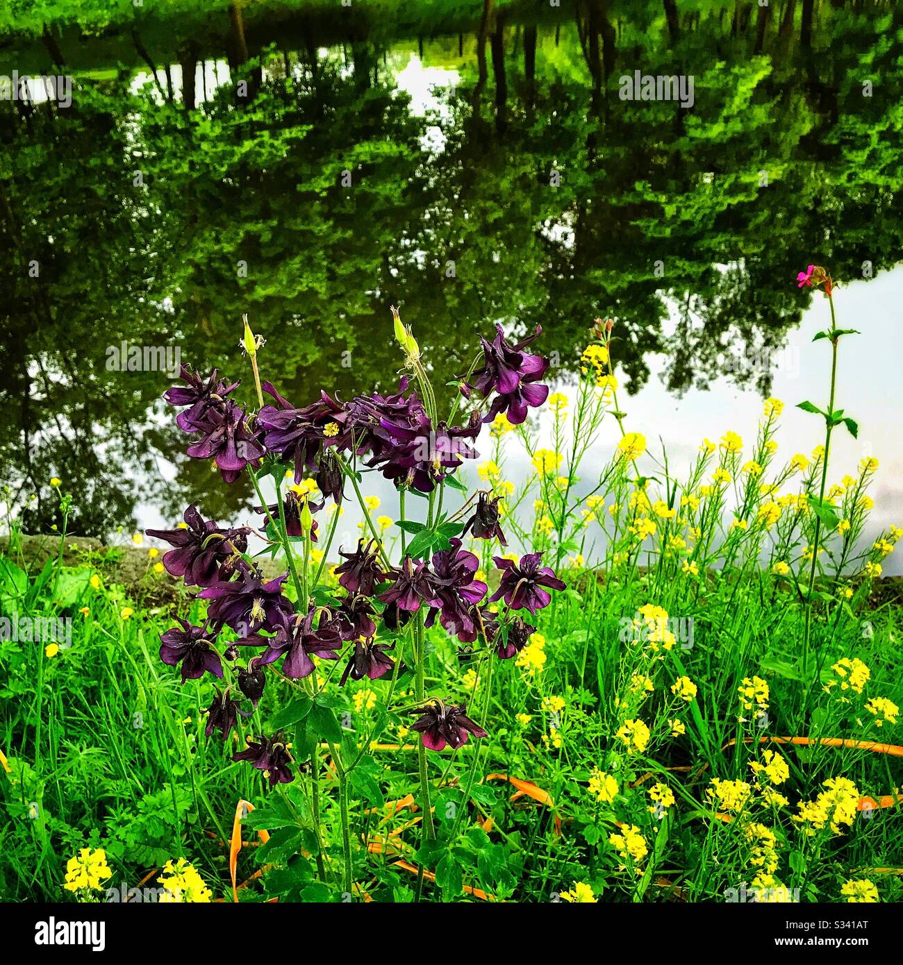 Wilde Blumen im Dalmuir Park, Schottland. Stockfoto