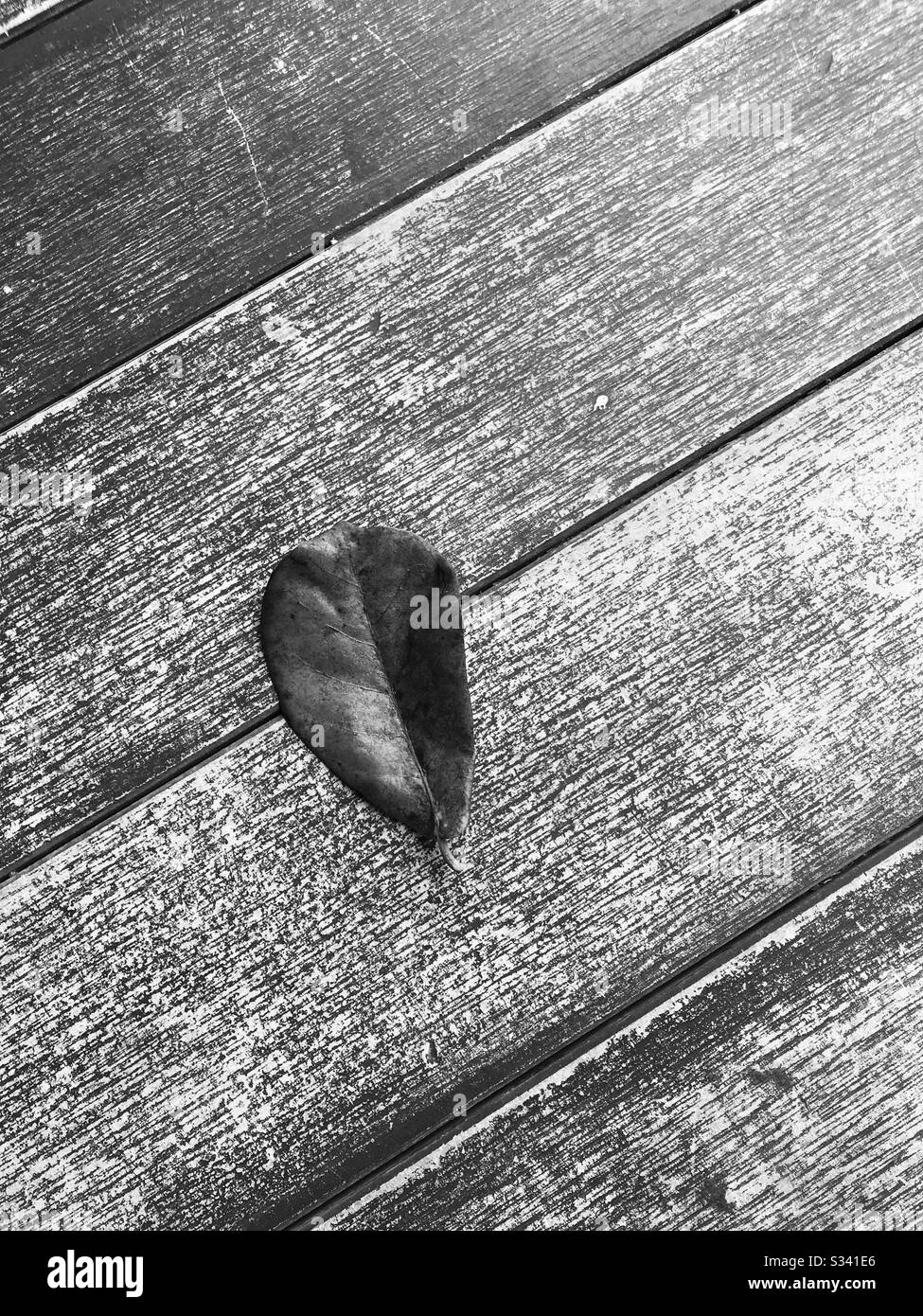 Nahaufnahme des Fallblatts auf log - singapur - gestürzte Blätter auf Holzplatte - trockenes rotes Blatt - tropisches Mandelblatt - Ich mochte diesen PIC mit Schwarz-Weiß-Modus nehmen Stockfoto