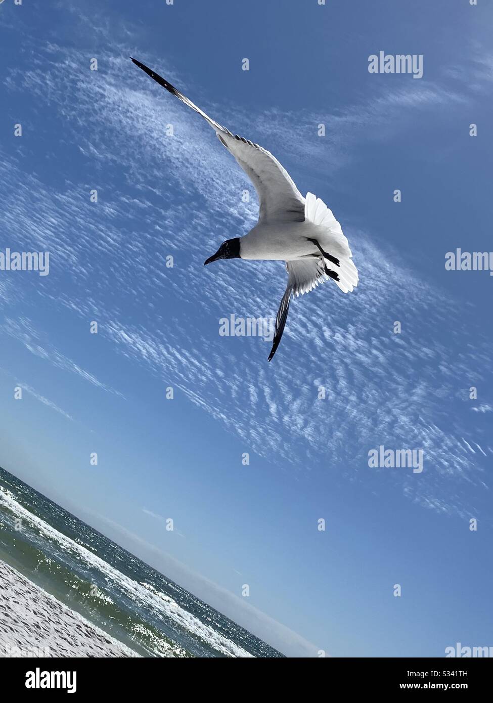 Einen Flug mit einer Möwe am Strand mit einer anderen Perspektive zu fangen Stockfoto