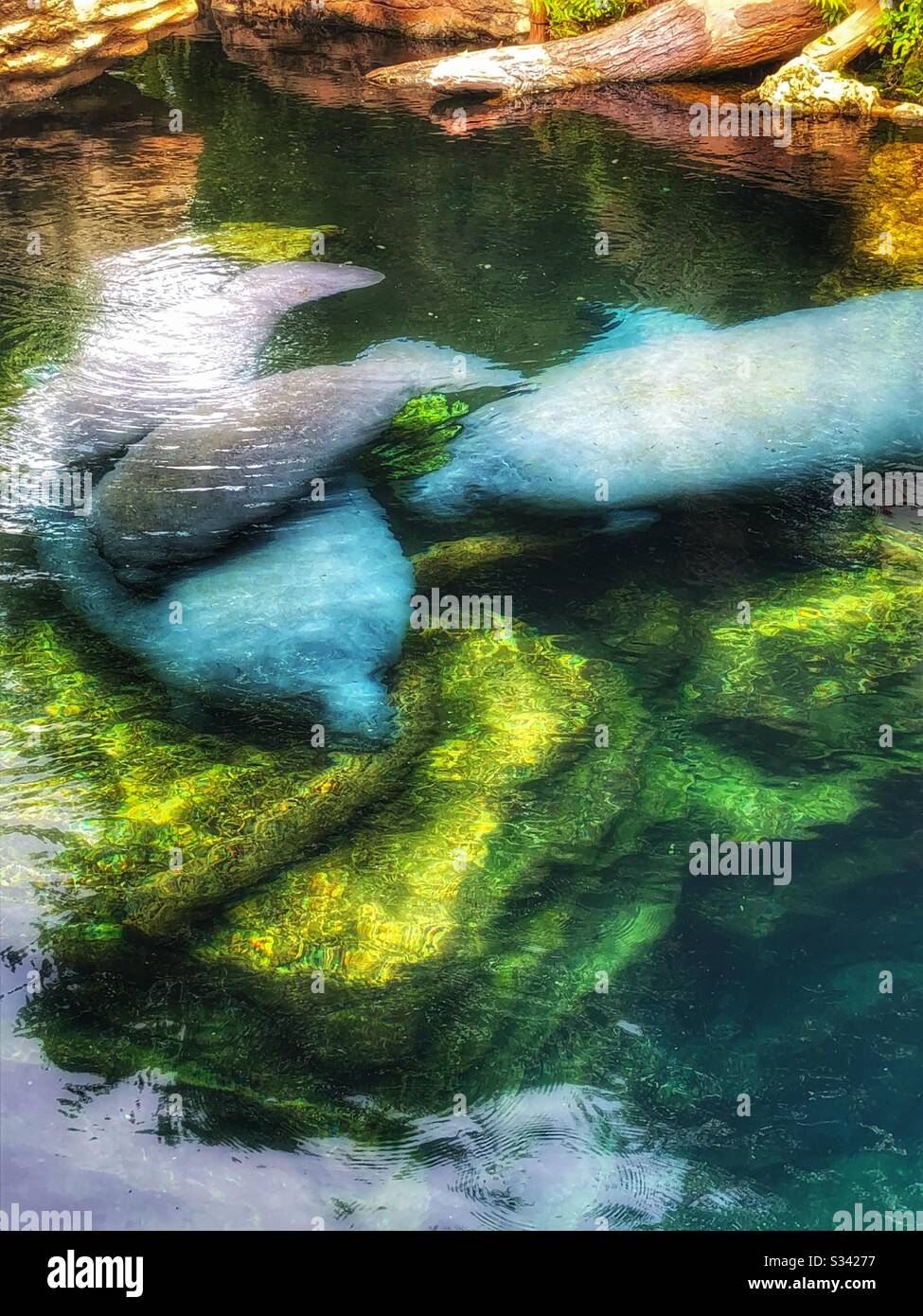 Florida-Manatees unter Wasser Stockfoto