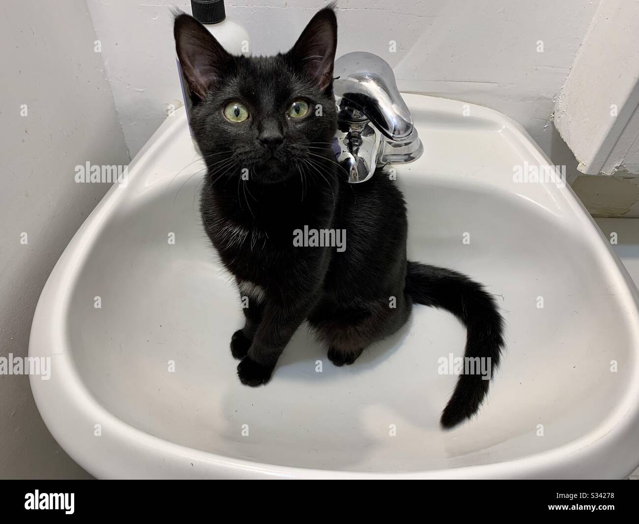 Kätzchen in Waschbecken Stockfoto