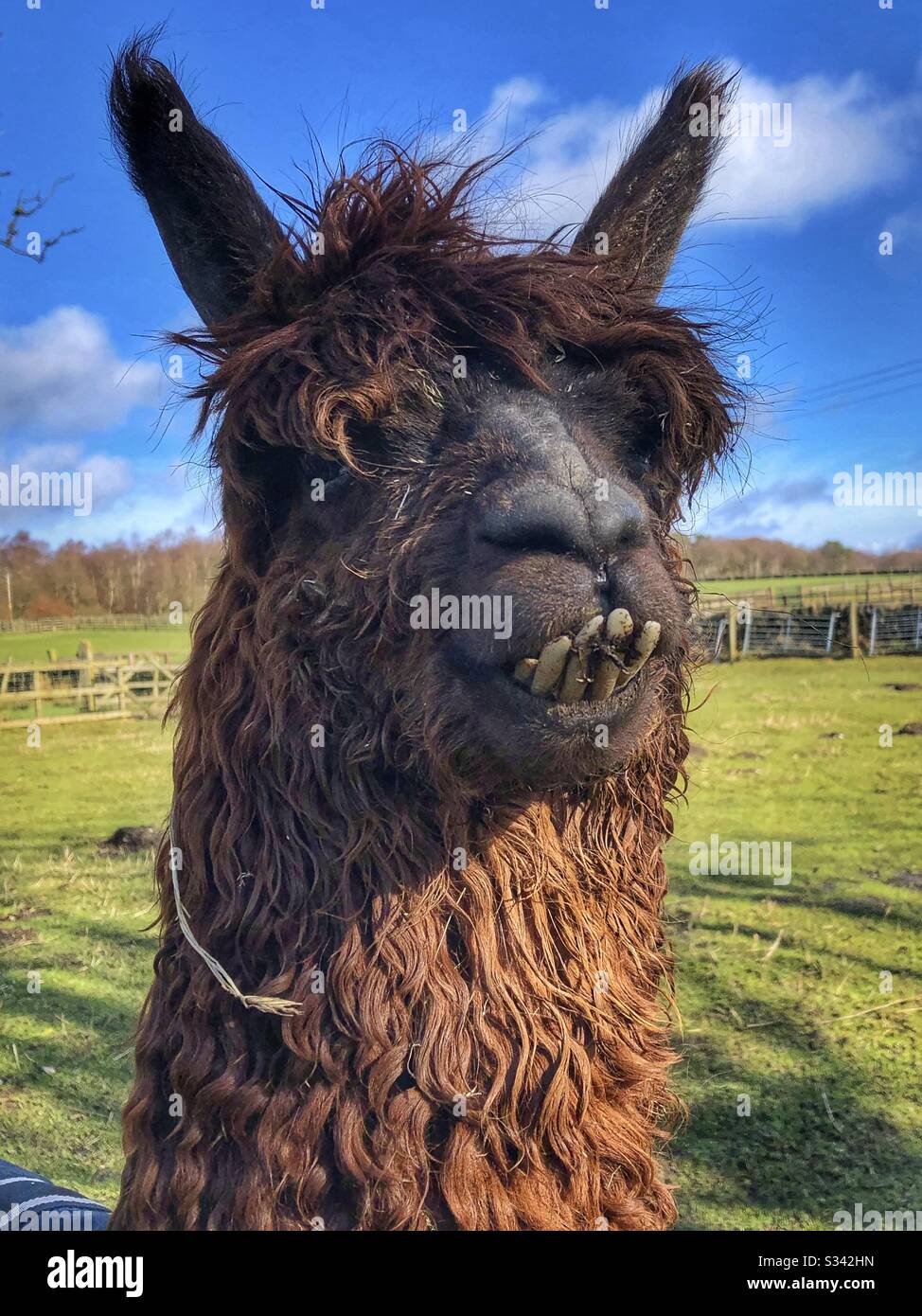 Alpaka mit lustigen Zähnen in einem West Yorkshire Feld - Smartphone-aufgenommenes Stockfoto