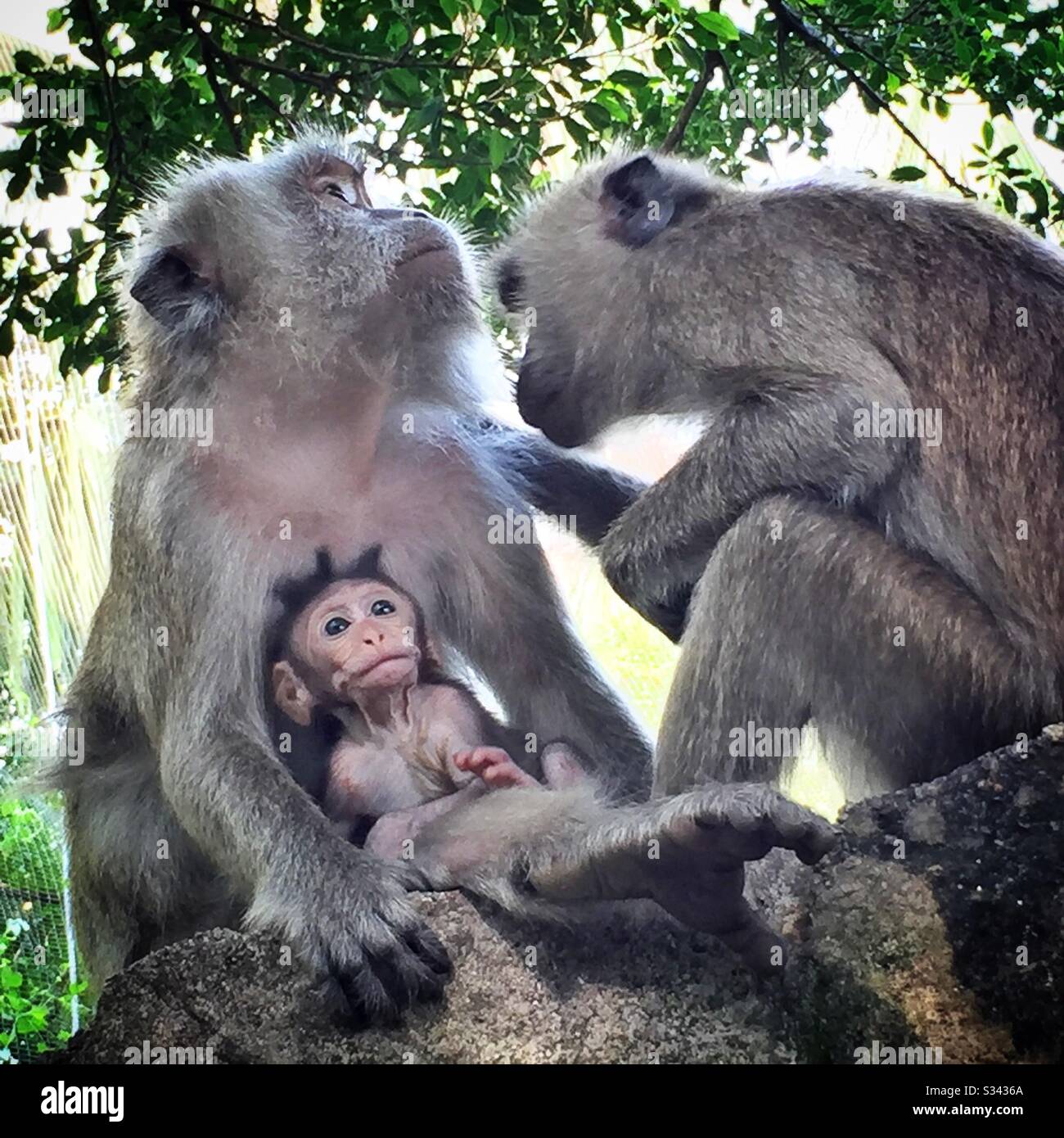 Erwachsene Frauen und Jugendliche Krabbenfresser oder langschwänzige Makaken im Kuala Lumpur Bird Park, Malaysia Stockfoto