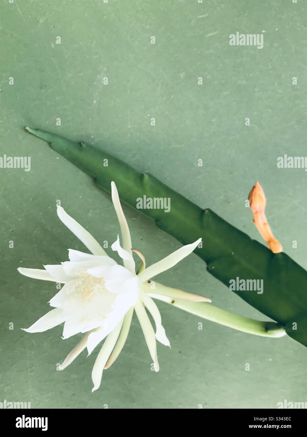 Nishagandhi Pflanze blüht mit niedlicher weißer Blume vor grünem Hintergrund, Holländlers Pfeifenblume, Epiphyllum Oxypetalum, Königin der Nacht, Kakteen-Orchidee Stockfoto